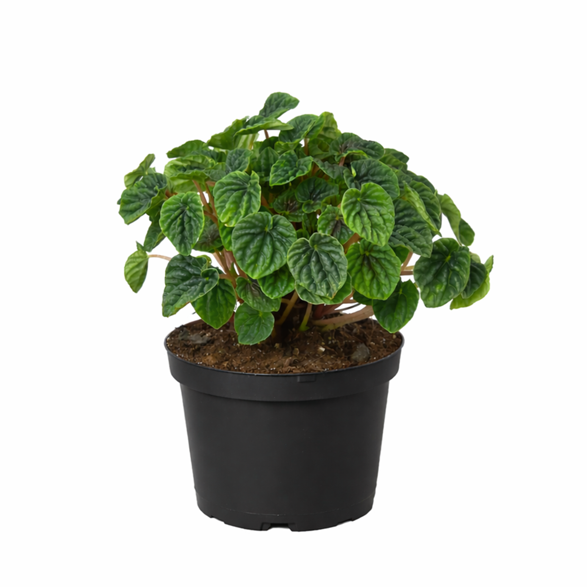 Peperomia Ripple Green 6 i inch grower pot for sale, Beginner friendly houseplant, Compact indoor plants for office