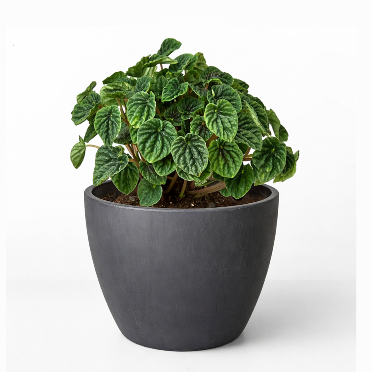 Peperomia Ripple Green 6 i inch grower pot for sale, Beginner friendly houseplant, Compact indoor plants for office