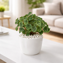 Peperomia Ripple Green 6 i inch grower pot for sale, Beginner friendly houseplant, Compact indoor plants for office