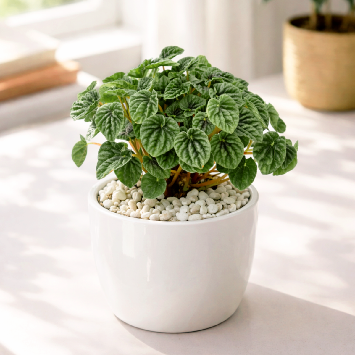 Peperomia Ripple Green 6 i inch grower pot for sale, Beginner friendly houseplant, Compact indoor plants for office