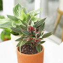 how to care for peperomia, peperomia rosso care, how often to water peperomia, plant peperomia