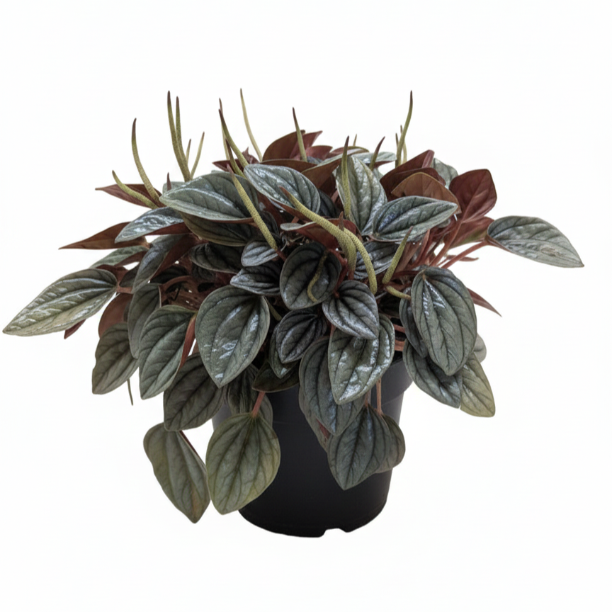 Buy Peperomia 'San Marino' with Silver-Green Rippled Leaves, heart-shaped foliage houseplant for gifting