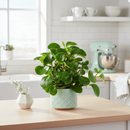 Peperomia Thailand Radiator Plant Live 3 inch plastic pot for sale, Best Houseplants for beginners