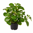 Peperomia Thailand Radiator Plant Live 3 inch plastic pot for sale, Best Houseplants for beginners