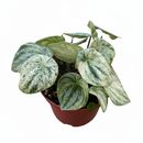 4 inch Peperomia Watermelon Variegated, non-toxic live indoor plants, Indoor tropical plant, Decorative houseplant