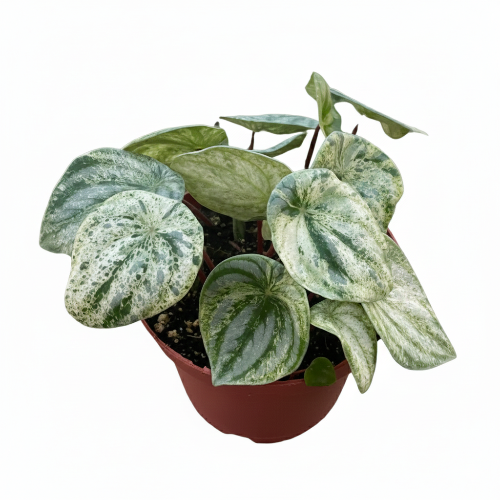 6 inch Peperomia 'Watermelon Variegated' , rare Peperomia plants, tropical houseplant for sale, buy houseplants online