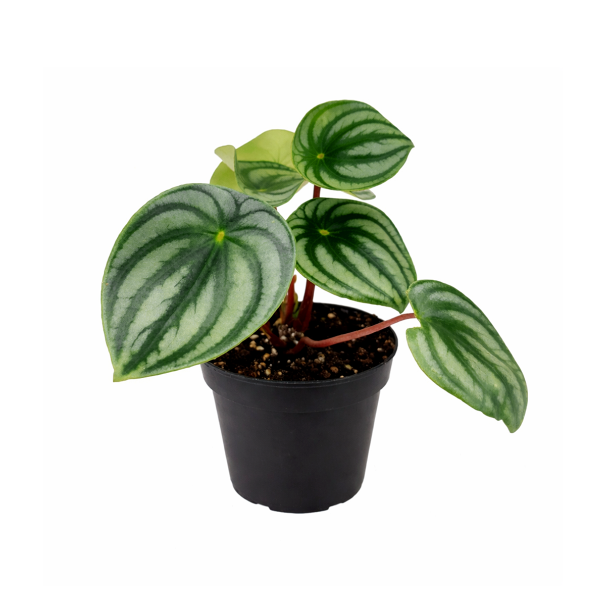 Peperomia watermelon, trendy houseplant with unique foliage, Peperomia Watermelon for sale, how to care for peperomia watermelon, easy care flowering houseplant, compact plant for small spaces