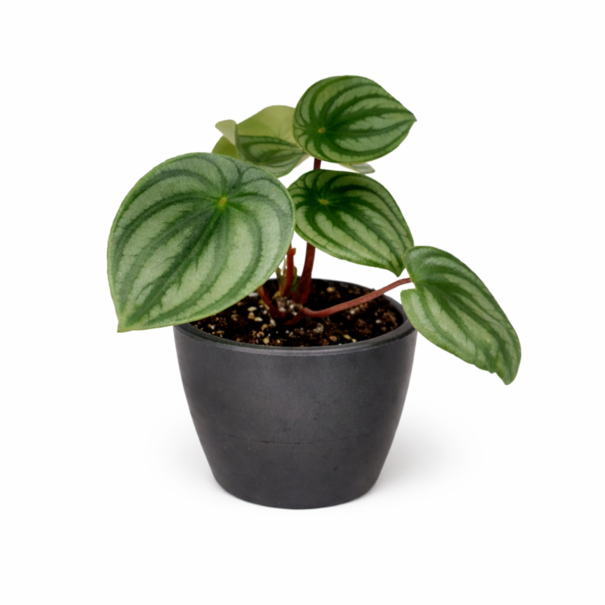 Peperomia watermelon, trendy houseplant with unique foliage, Peperomia Watermelon for sale, how to care for peperomia watermelon, easy care flowering houseplant, compact plant for small spaces