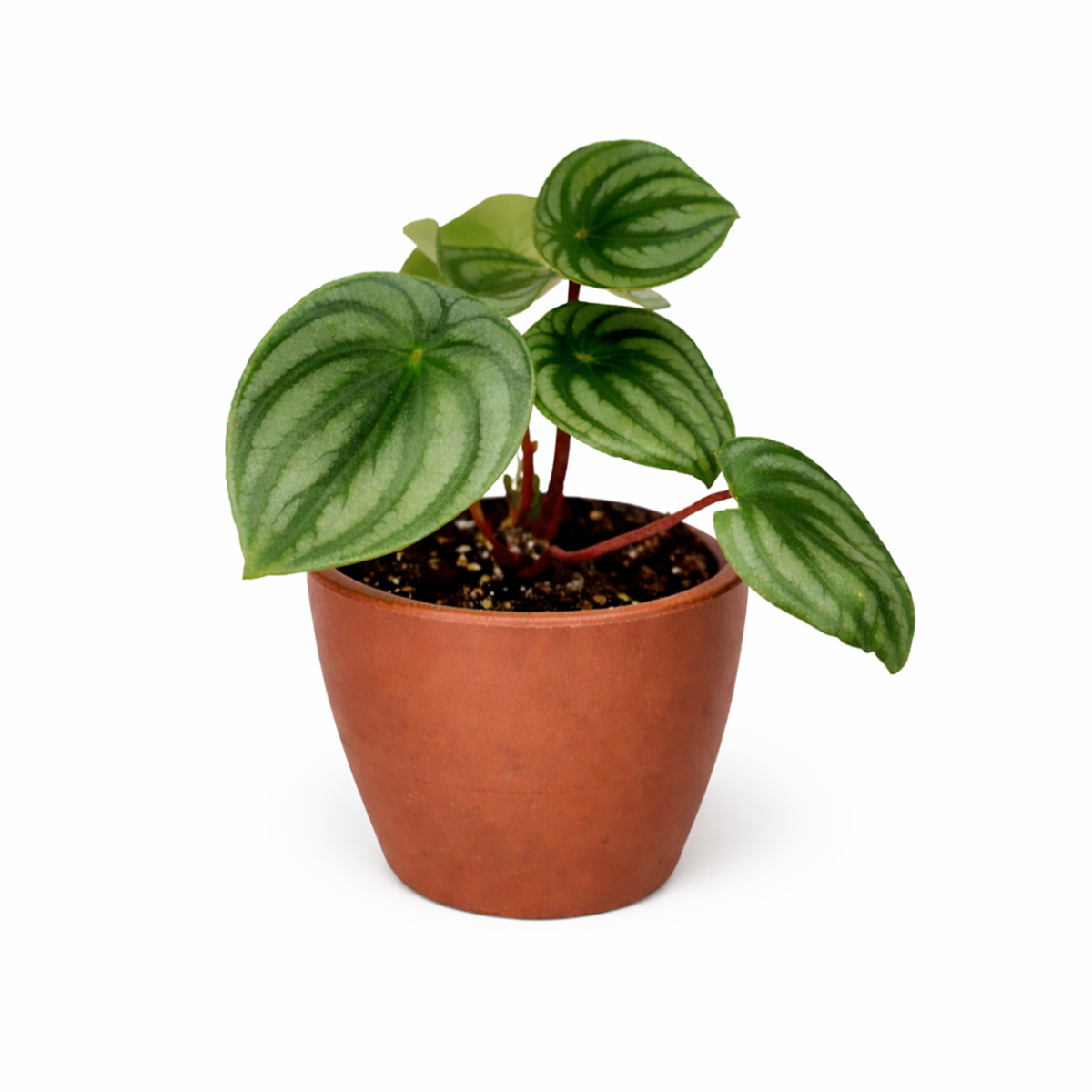 Peperomia watermelon, trendy houseplant with unique foliage, Peperomia Watermelon for sale, how to care for peperomia watermelon, easy care flowering houseplant, compact plant for small spaces