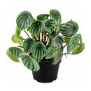 Peperomia watermelon, trendy houseplant with unique foliage, Peperomia Watermelon for sale, how to care for peperomia watermelon, easy care flowering houseplant, compact plant for small spaces