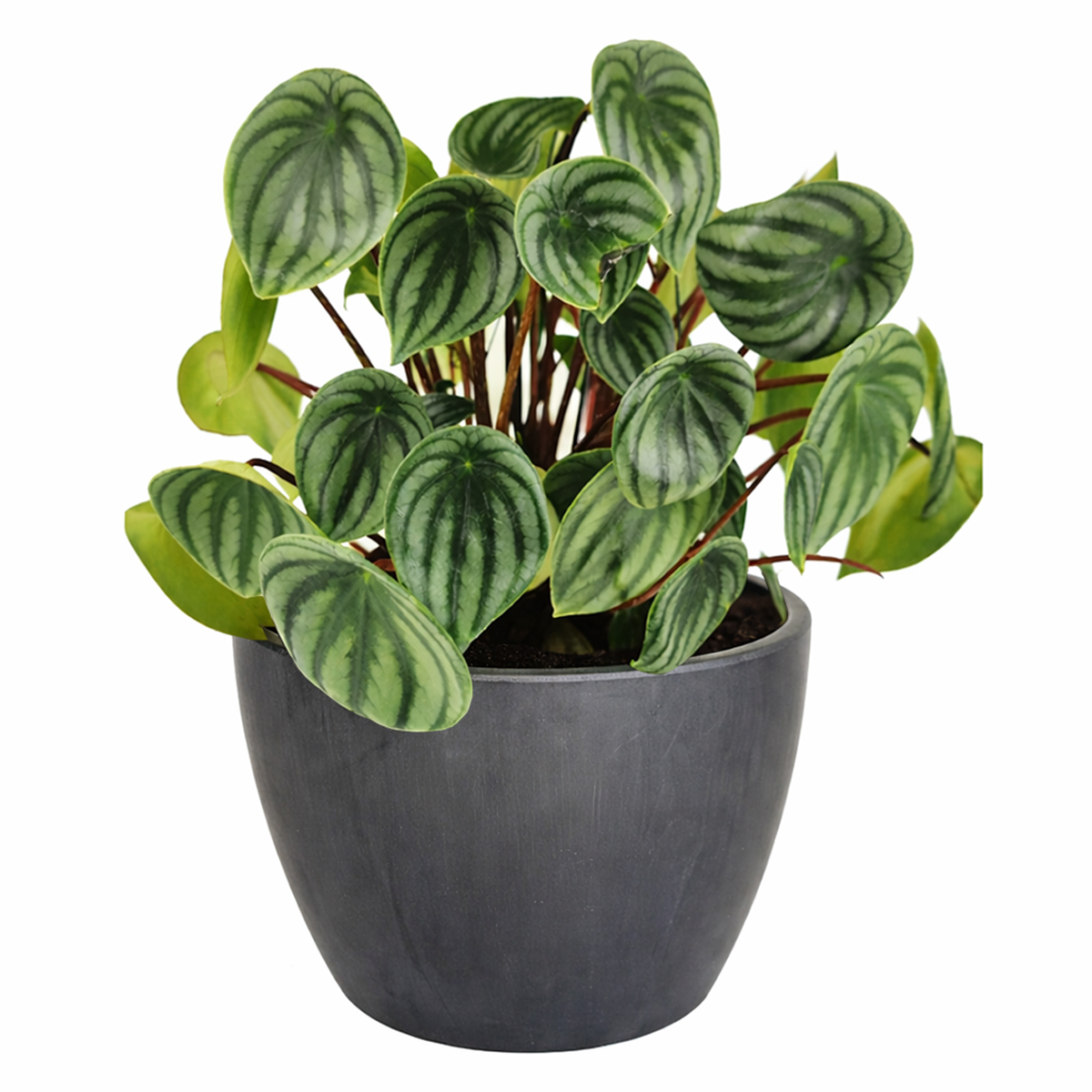 Peperomia watermelon, trendy houseplant with unique foliage, Peperomia Watermelon for sale, how to care for peperomia watermelon, easy care flowering houseplant, compact plant for small spaces