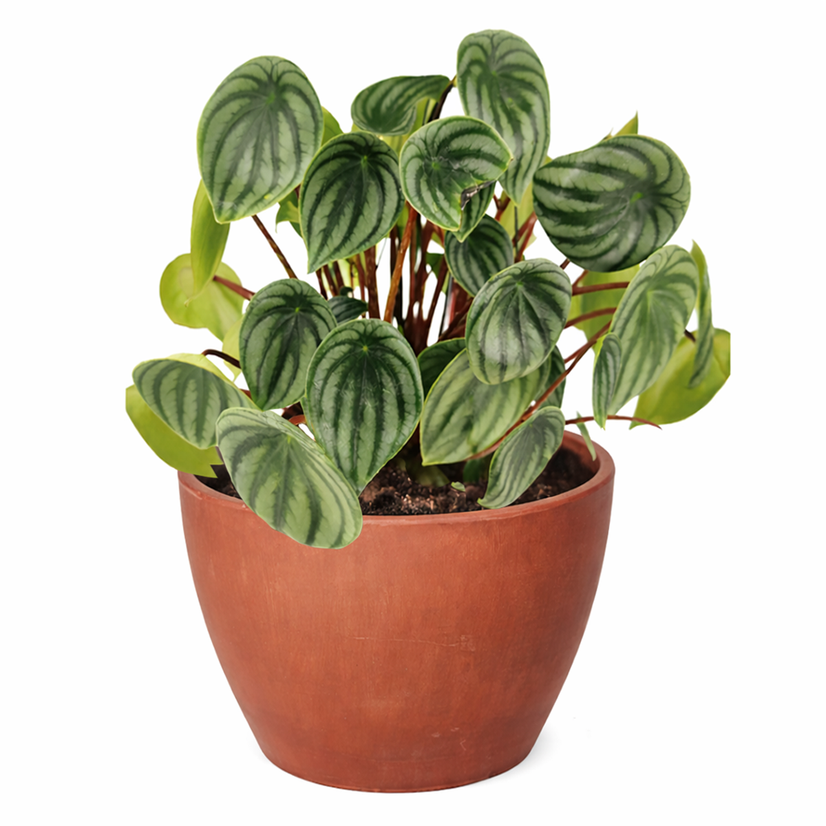 Peperomia watermelon, trendy houseplant with unique foliage, Peperomia Watermelon for sale, how to care for peperomia watermelon, easy care flowering houseplant, compact plant for small spaces