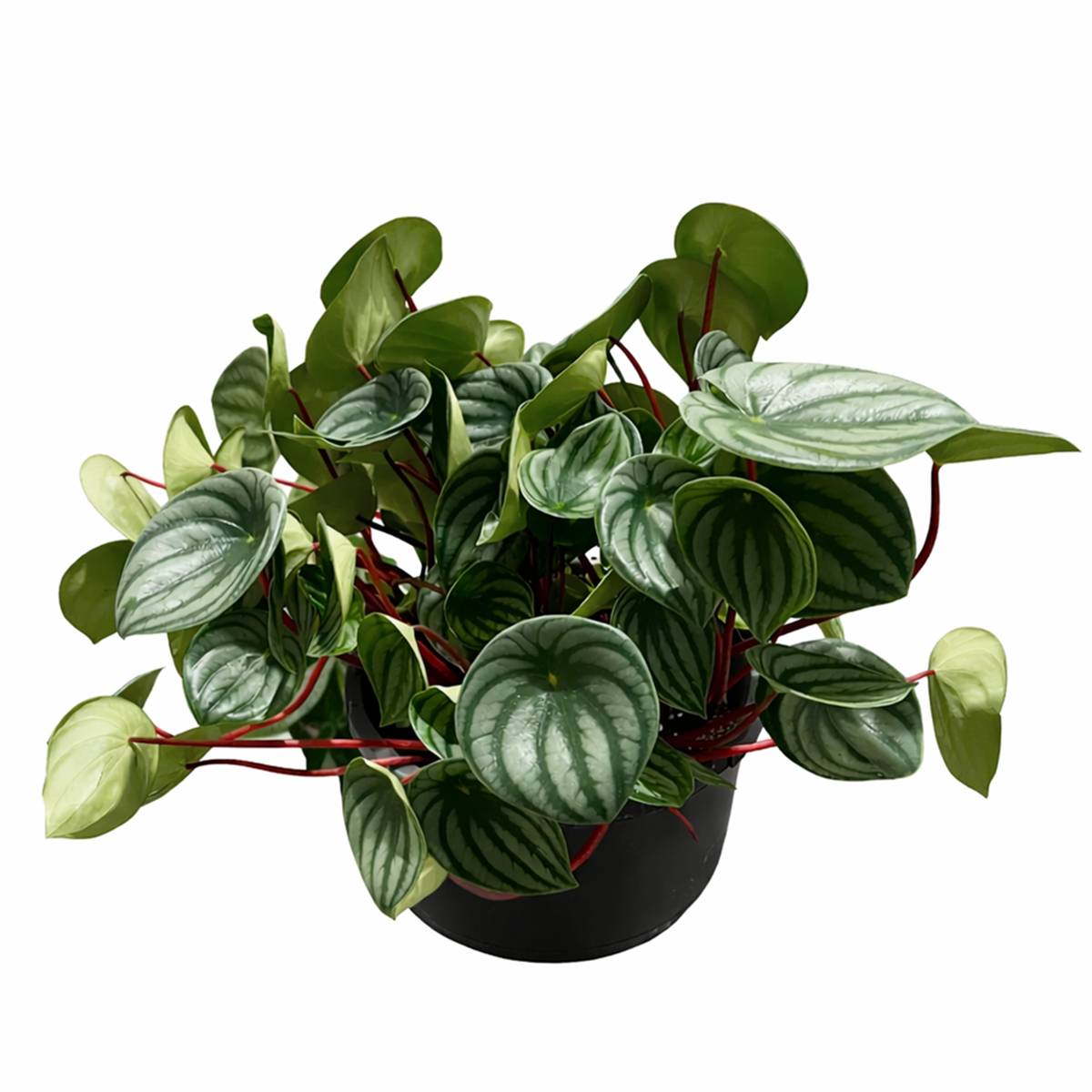Peperomia watermelon, trendy houseplant with unique foliage, Peperomia Watermelon for sale, how to care for peperomia watermelon, easy care flowering houseplant, compact plant for small spaces