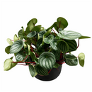 Peperomia watermelon, trendy houseplant with unique foliage, Peperomia Watermelon for sale, how to care for peperomia watermelon, easy care flowering houseplant, compact plant for small spaces