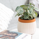 4 inch Peperomia Watermelon Variegated, non-toxic live indoor plants, Indoor tropical plant, Decorative houseplant