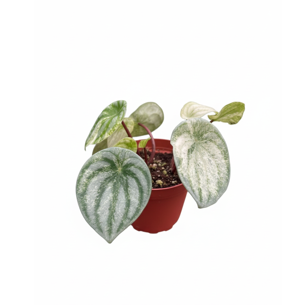 4 inch Peperomia Watermelon Variegated, non-toxic live indoor plants, Indoor tropical plant, Decorative houseplant