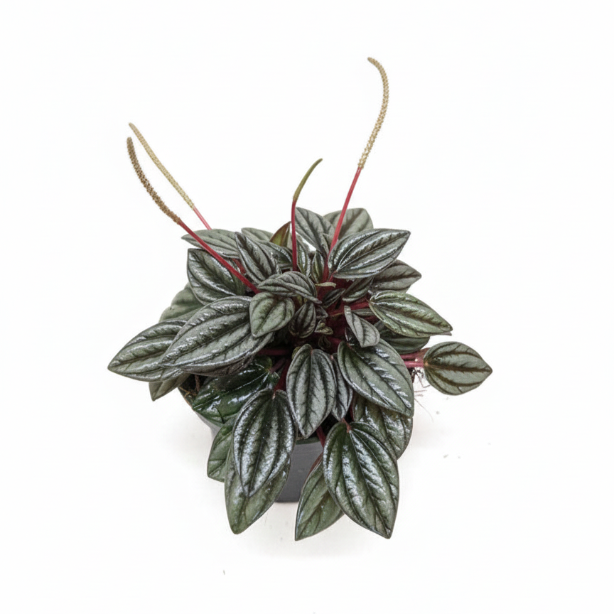 Peperomia caperata 'San Marino' 4 inch plastic pot, low light houseplant, tabletop plant, compact houseplant, easy care indoor plant, pet safe houseplant