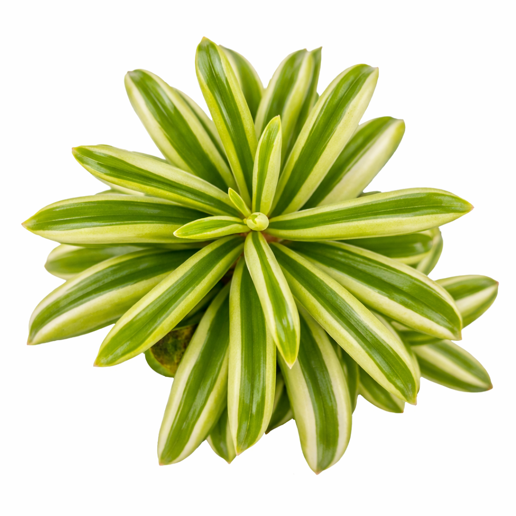2 inch Peperomia_dolabriformis, green succulents, indoor succulents, succulent care guide, buy succulents online