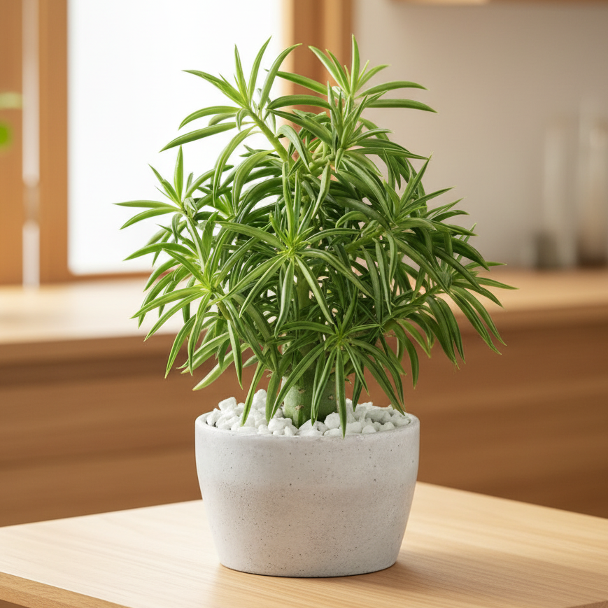 2 inch Peperomia ferreyrae - Happy Bean live plant for sale, adorable desk plant gift for office decor, low maintenance plant gift for beginners, living plant gift with quirky leaf design