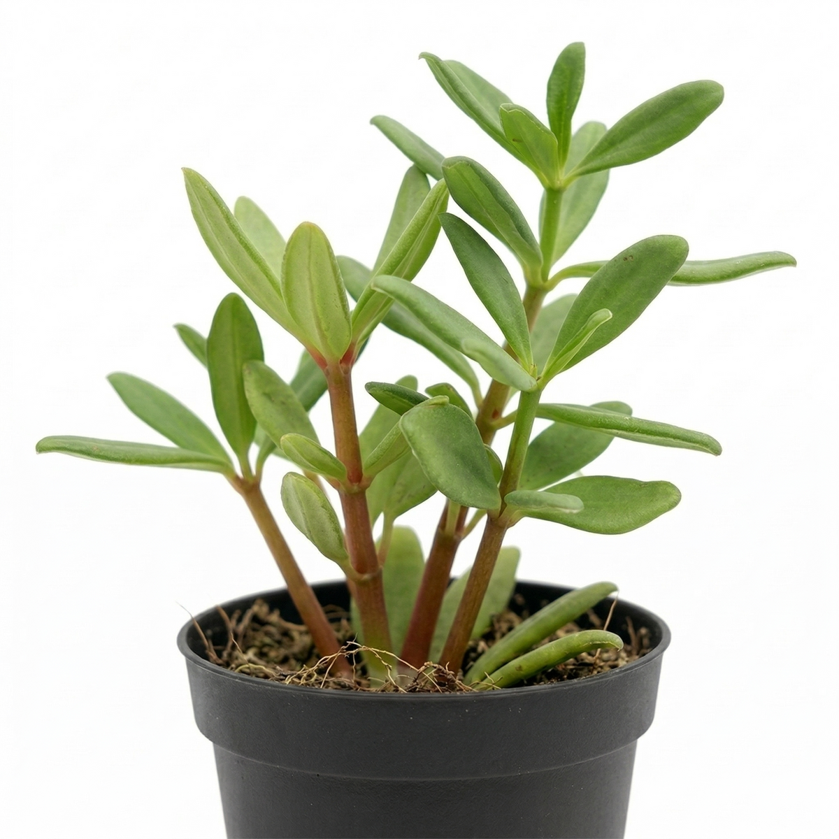 Buy 2 inch Peperomia kimnachii live plant online, unique houseplant gift idea for birthdays and holidays, easy care peperomia plant for beginners indoor