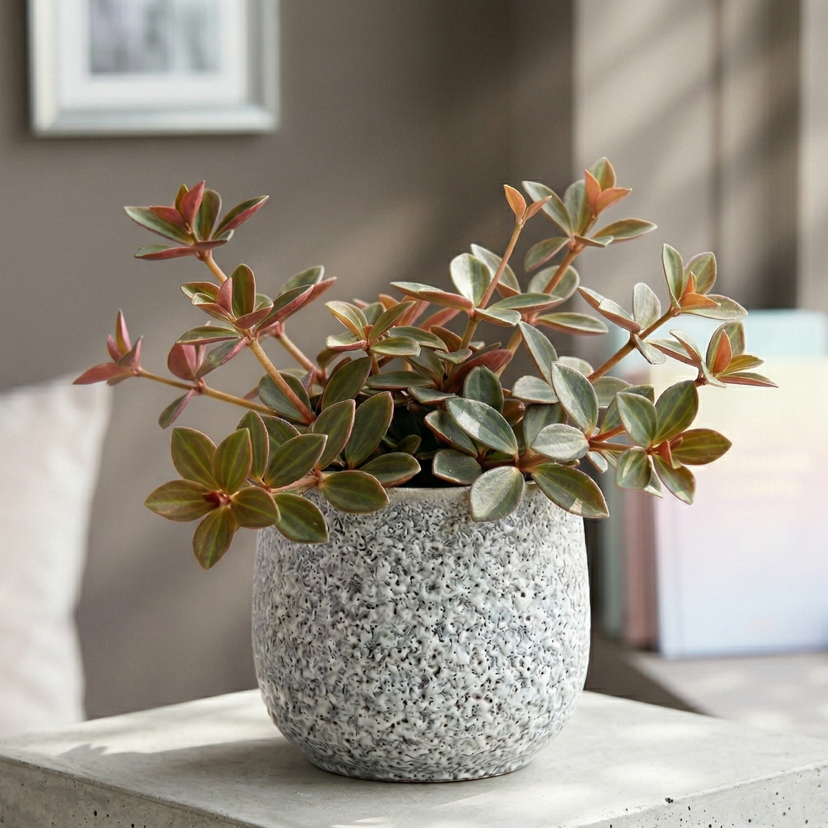 2 inch Peperomia verticillata 'Red Log' for sale, decorative Peperomia verticillata Red Log with unique red stems, compact Peperomia Red Log with dense layered foliage