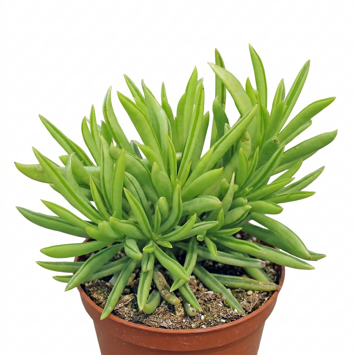 Buy 2 inch Peperomia ferreyrae live plant online, Peperomia ferreyrae succulent with tubular bean-shaped leaves, easy care indoor plant for beginners low water needs