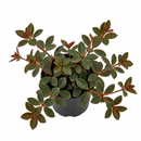 Buy 2 inch Peperomia verticillata 'Red Log' live house plant online, Peperomia Red Log for modern indoor plant decor, unique colorful Peperomia Red Log for plant collections
