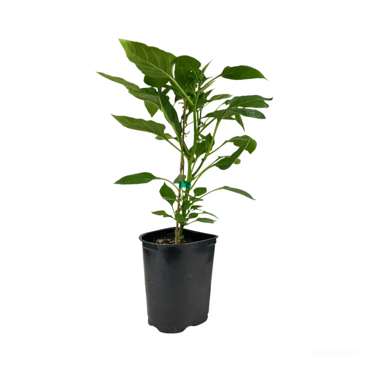 Pepper Bell &#39;Better Belle&#39; in 4 inch grower pot, vegetable live plants, vegetable live plants for sale