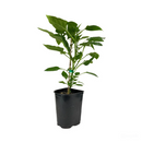 best place to buy vegetable plants near me, buy vegetable plants online, live vegetable plants