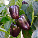 heirloom sweet purple beauty bell pepper, purple bell pepper plant, purple sweet pepper plant