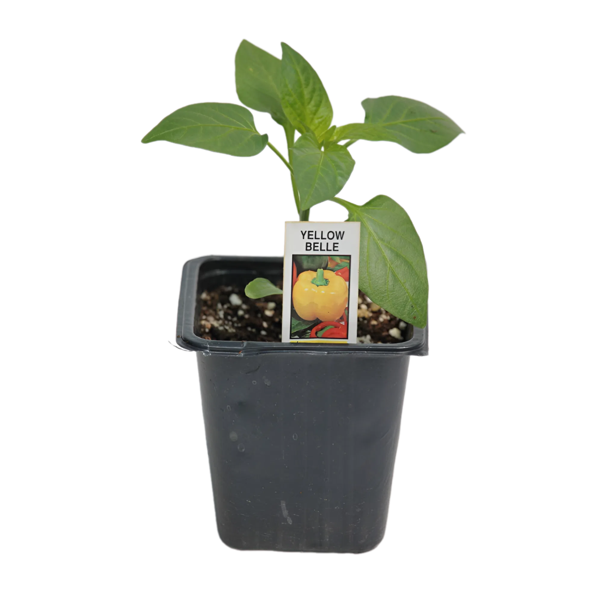 bell pepper plant in a pot Golden Bell Pepper - Live Vegetable Plants For Sale in CA, Buy Plants Online