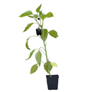 heirloom sweet purple beauty bell pepper, purple bell pepper plant, purple sweet pepper plant