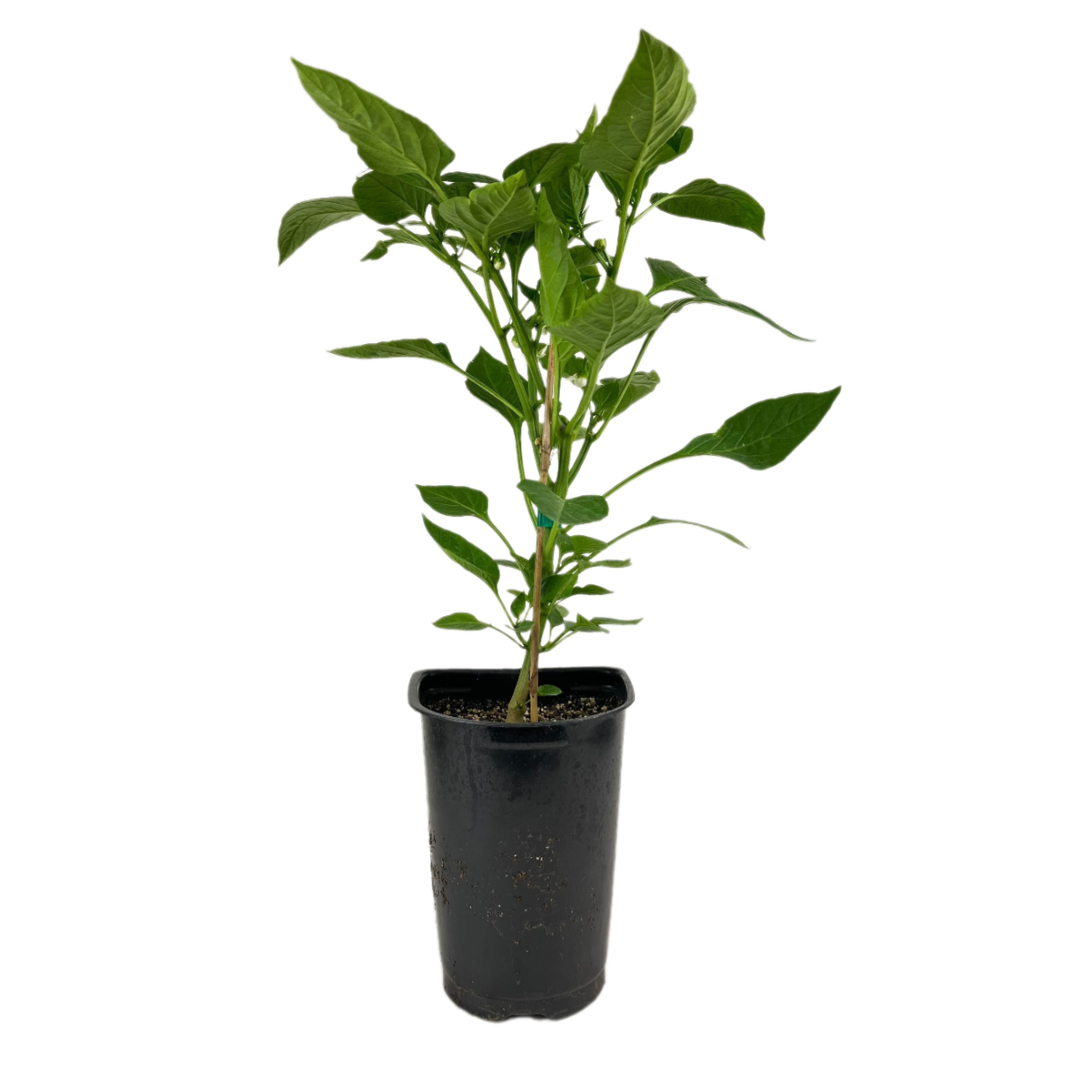 Pepper Bell 'Red Beauty' in 4 inch grower pot, annual vegetable plant, sweet pepper for sale, buy sweet pepper online