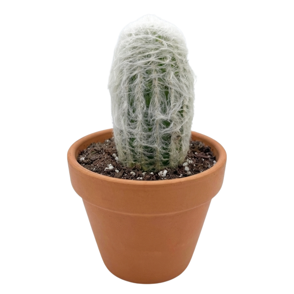 Peruvian Old Lady Cactus - Espostoa melanostele