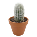 Close-up of a Peruvian Old Lady Cactus - Espostoa melanostele, green succulents, indoor outdoor succulents, cactus care guide, buy cactus online
