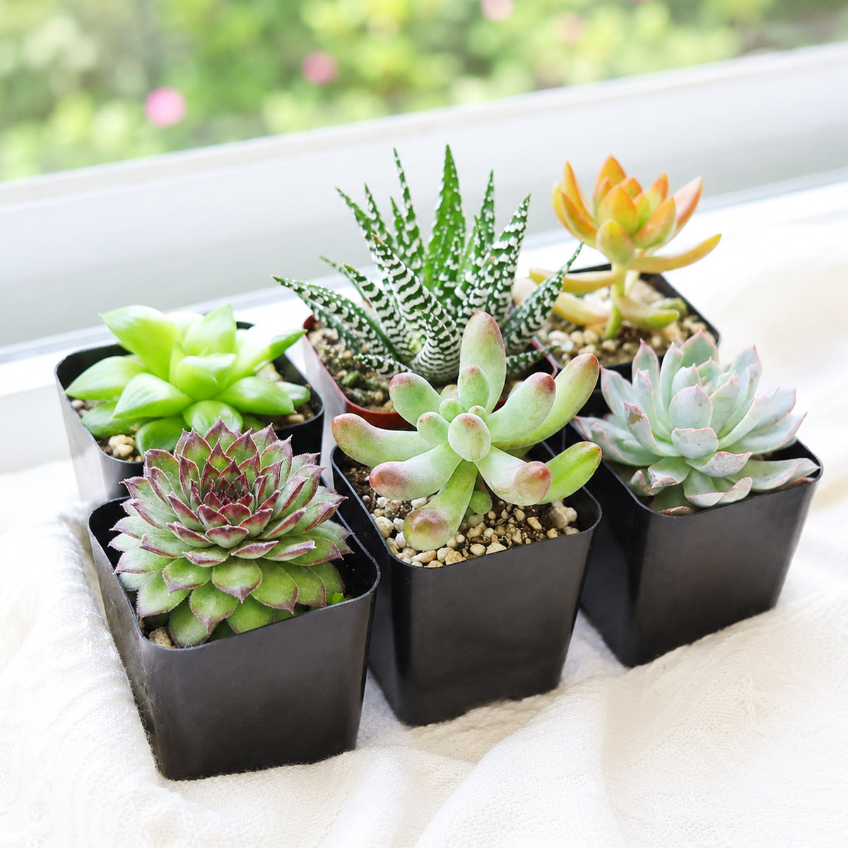 Buy Pet-friendly Succulent Pack online. A selection of pet-friendly live succulents, perfect for adding easy-care greenery to homes with cats and dogs.