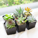 A curated collection of 6 pet-friendly succulents in small, square black pots is arranged on a woven seagrass coaster atop a light wooden coffee table. This "pet-safe" pack features varieties known for being non-toxic to cats and dogs