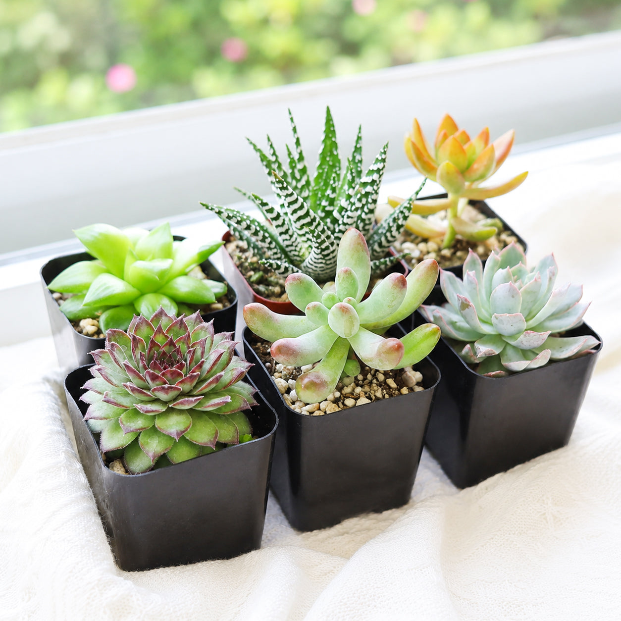 Sale Plants