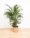 Areca Palm Indoor Tree