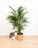 Areca Palm Indoor Tree