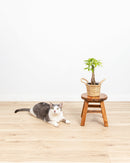 Money Tree Plant