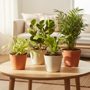 pet-friendly bundle, 4 inch live plants, pet friendly houseplants, plants for sale, plant shops in ca, pet-friendly plants near me