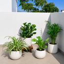 pet-friendly bundle, 4 inch live plants, pet friendly houseplants, plants for sale, plant shops in ca, pet-friendly plants near me