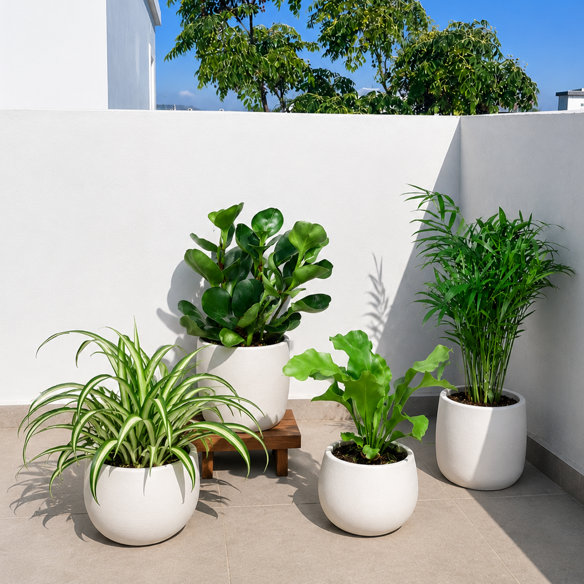 6 inch Pet Friendly Variety Bundle for sale. The Pet Friendly Variety Bundle features a carefully selected collection of non-toxic houseplants that are safe for cats and dogs. These easy-care plants bring vibrant greenery and natural beauty to any indoor space while offering peace of mind for pet owners. This bundle is perfect for homes, offices, or as a thoughtful gift for animal-loving plant enthusiasts.