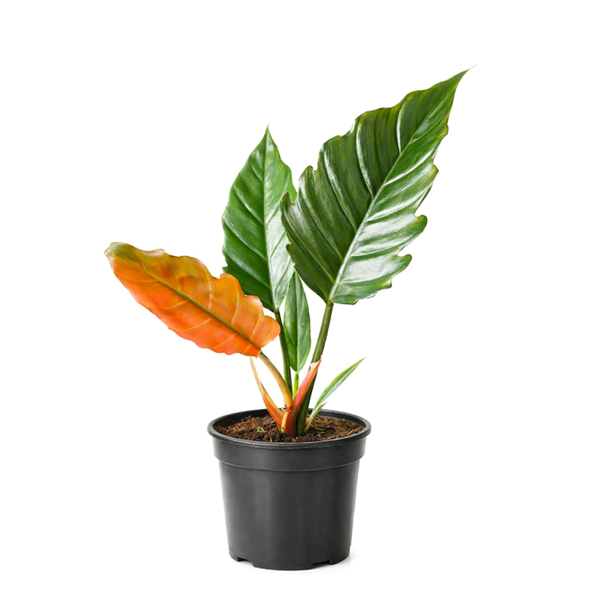empress philodendron Philodendron Choco Empress