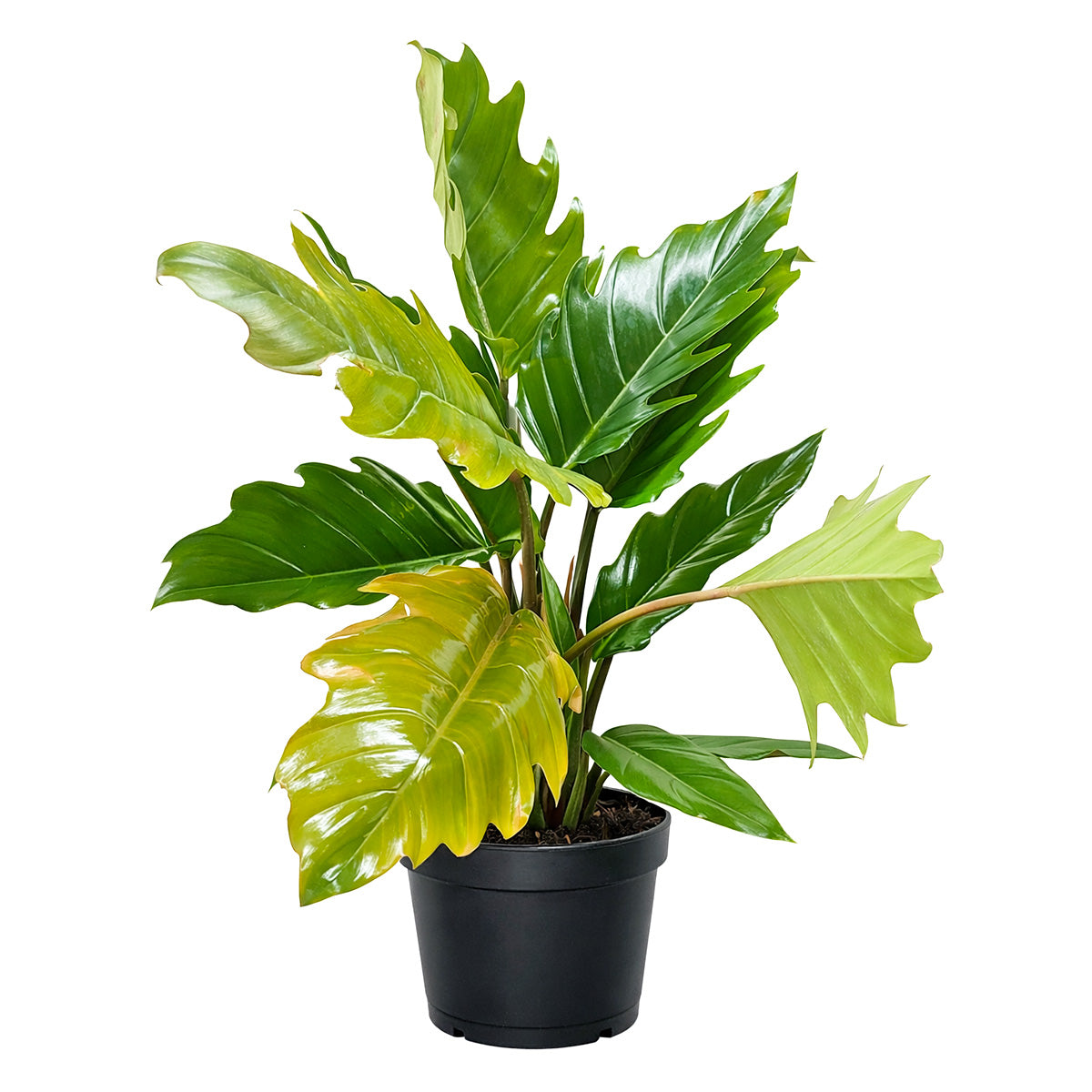 philodendron chocolate empress care Philodendron Choco Empress