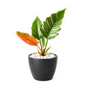 Philodendron Choco Empress for sale, Philodendron live plants, buy Philodendron Choco Empress online, unique houseplants