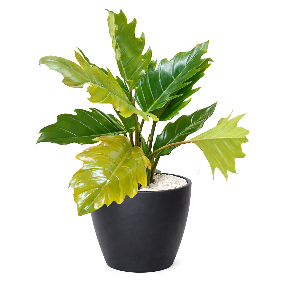 philodendron chocolate empress Philodendron Choco Empress