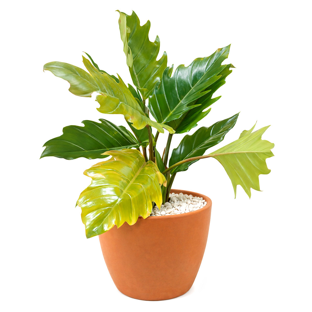 philodendron choco Philodendron Choco Empress