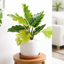 Philodendron Choco Empress for sale, Philodendron live plants, buy Philodendron Choco Empress online, unique houseplants